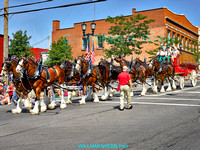 Budweiser Clydesdale's